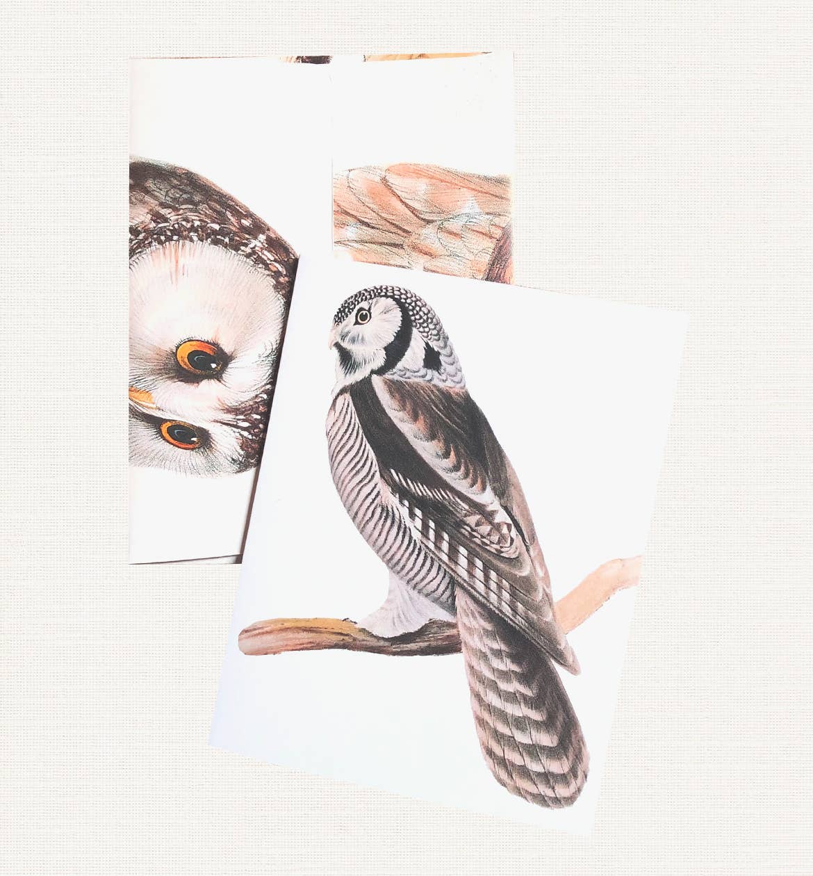 Boxed Set of 8 Vintage Owl Greeting Cards