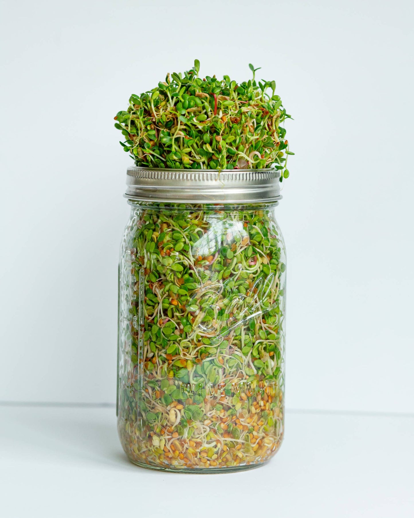 Sprout Kit, Grow Your Own, DIY
