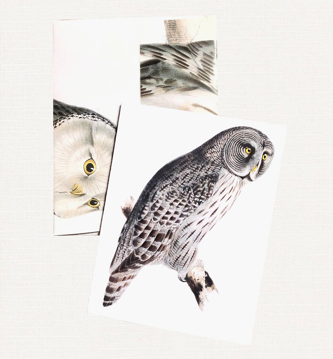 Boxed Set of 8 Vintage Owl Greeting Cards