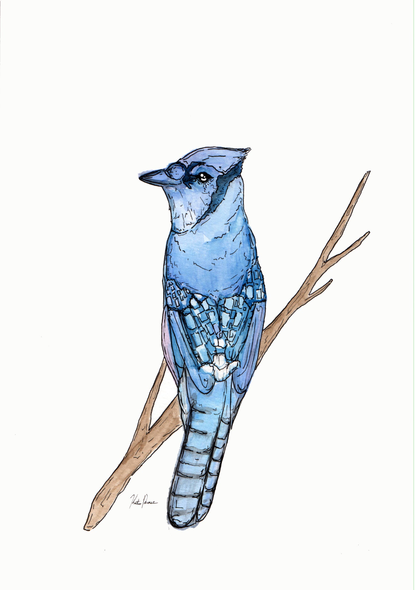 Blue Jay Sticker