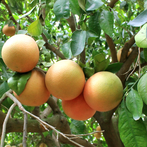 Bergamot Grapefruit Natural Bar Conditioner