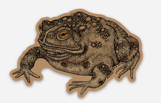 American Toad Decal waterproof sticker frog