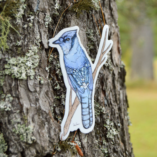 Blue Jay Sticker