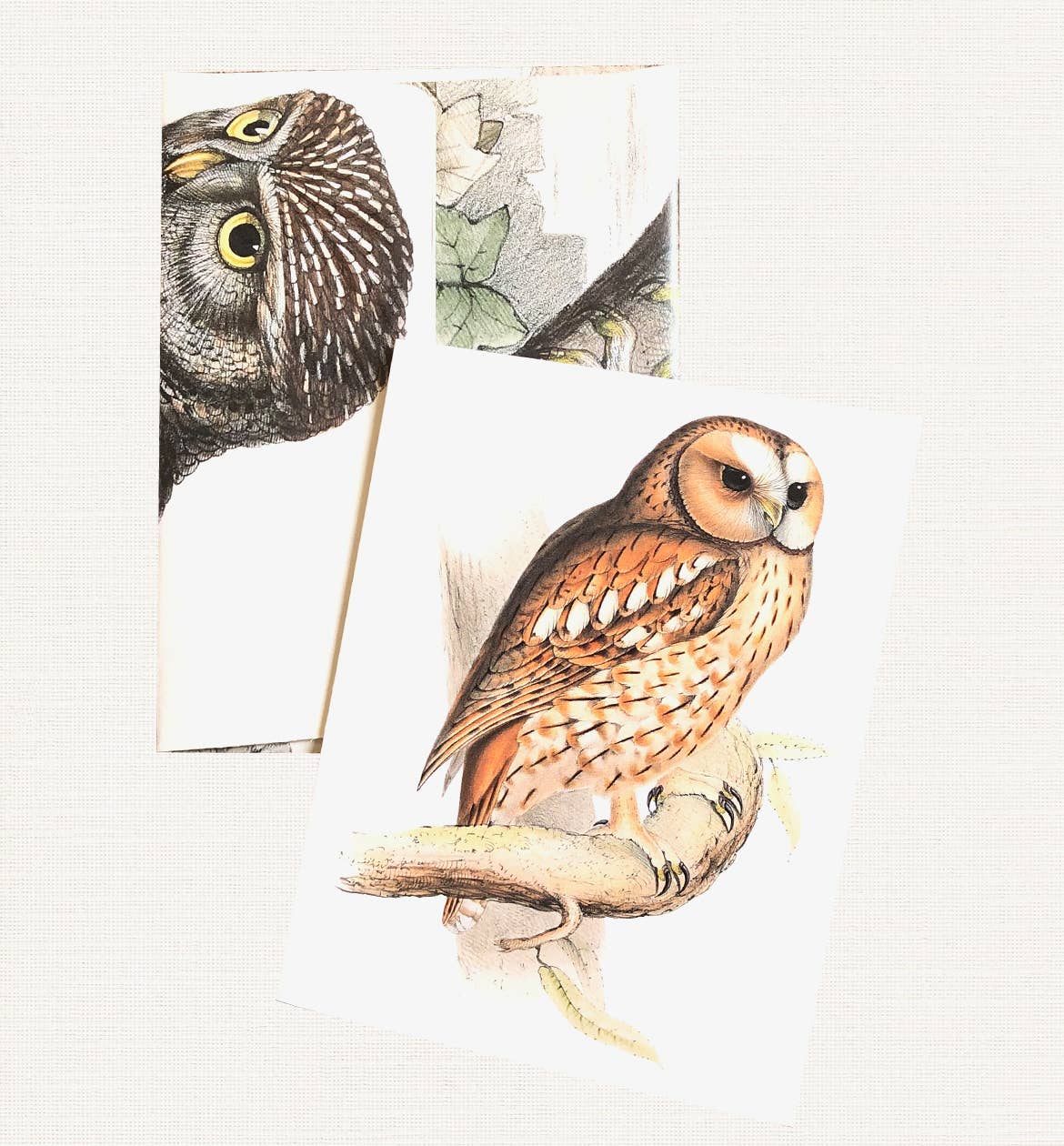 Boxed Set of 8 Vintage Owl Greeting Cards