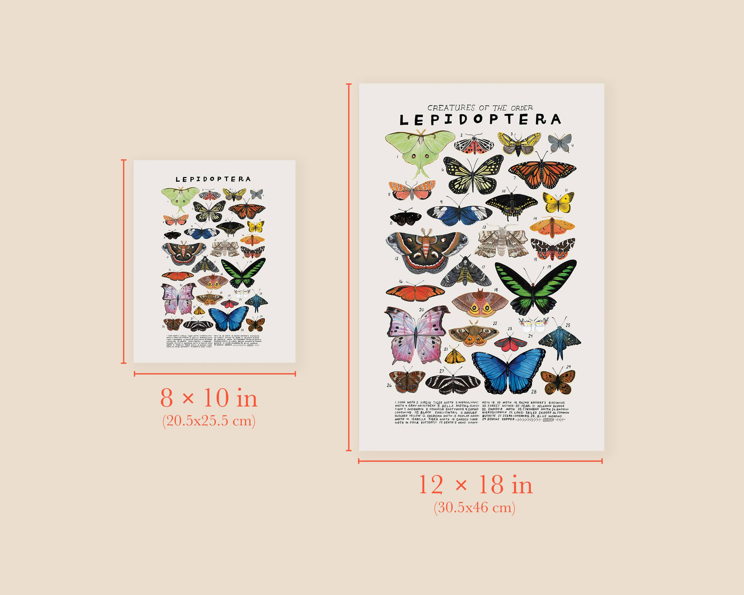 Lepidoptera: Butterflies, Moths: 8 x 10 inches
