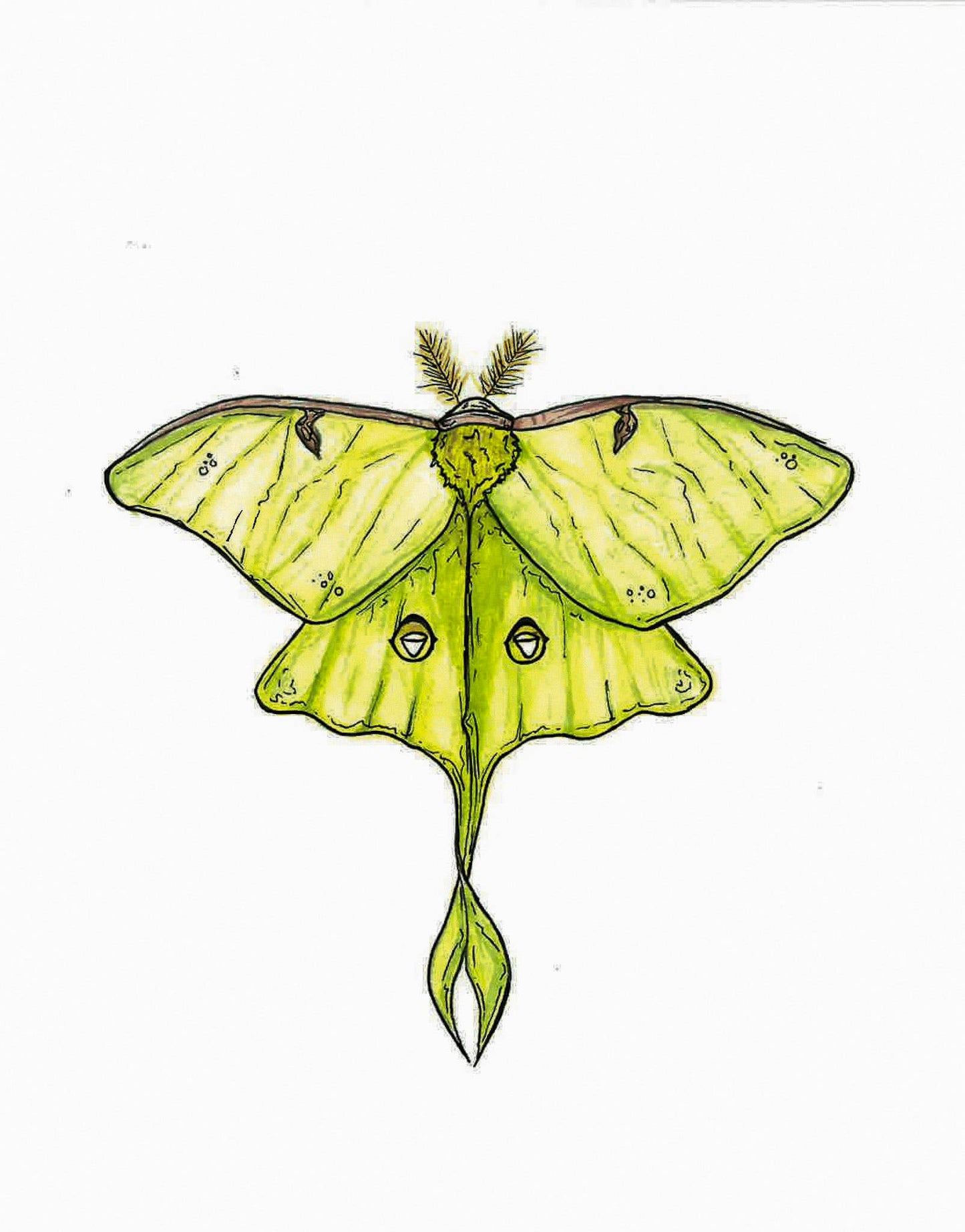 Luna Moth Sticker