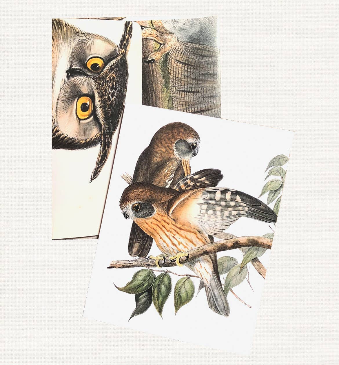 Boxed Set of 8 Vintage Owl Greeting Cards