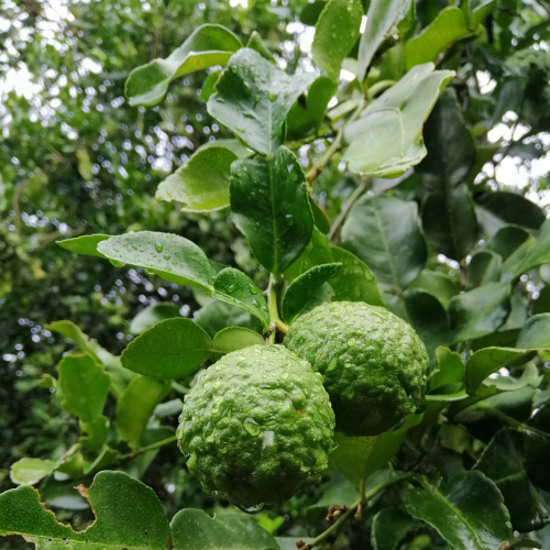 Bergamot Grapefruit Natural Bar Conditioner