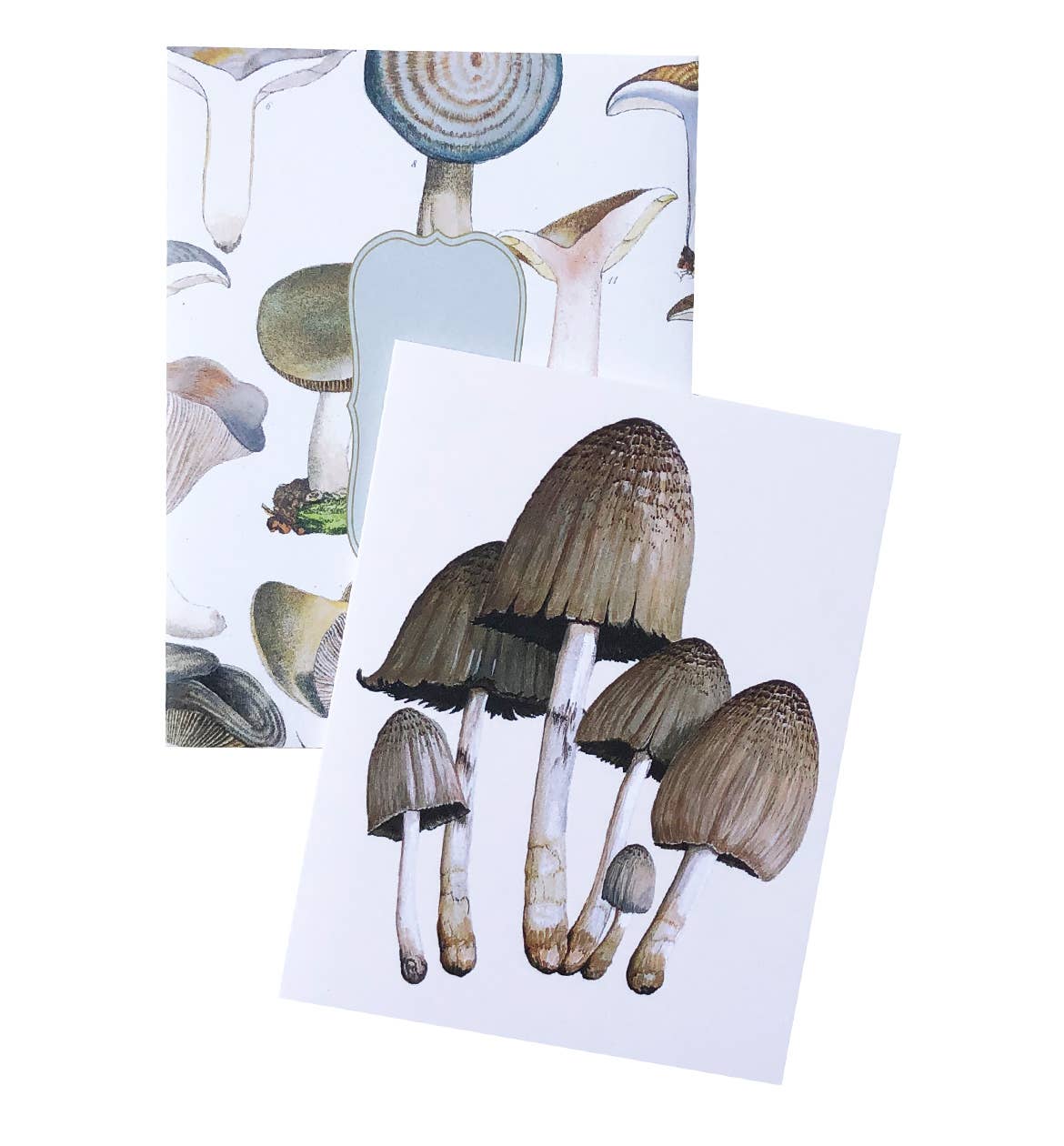 Vintage Mushrooms | Boxed Cards Of 8 Blank Cards