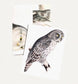 Boxed Set of 8 Vintage Owl Greeting Cards