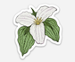 Trillium Sticker native wildflower decal