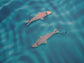 Sardine iridescent earrings