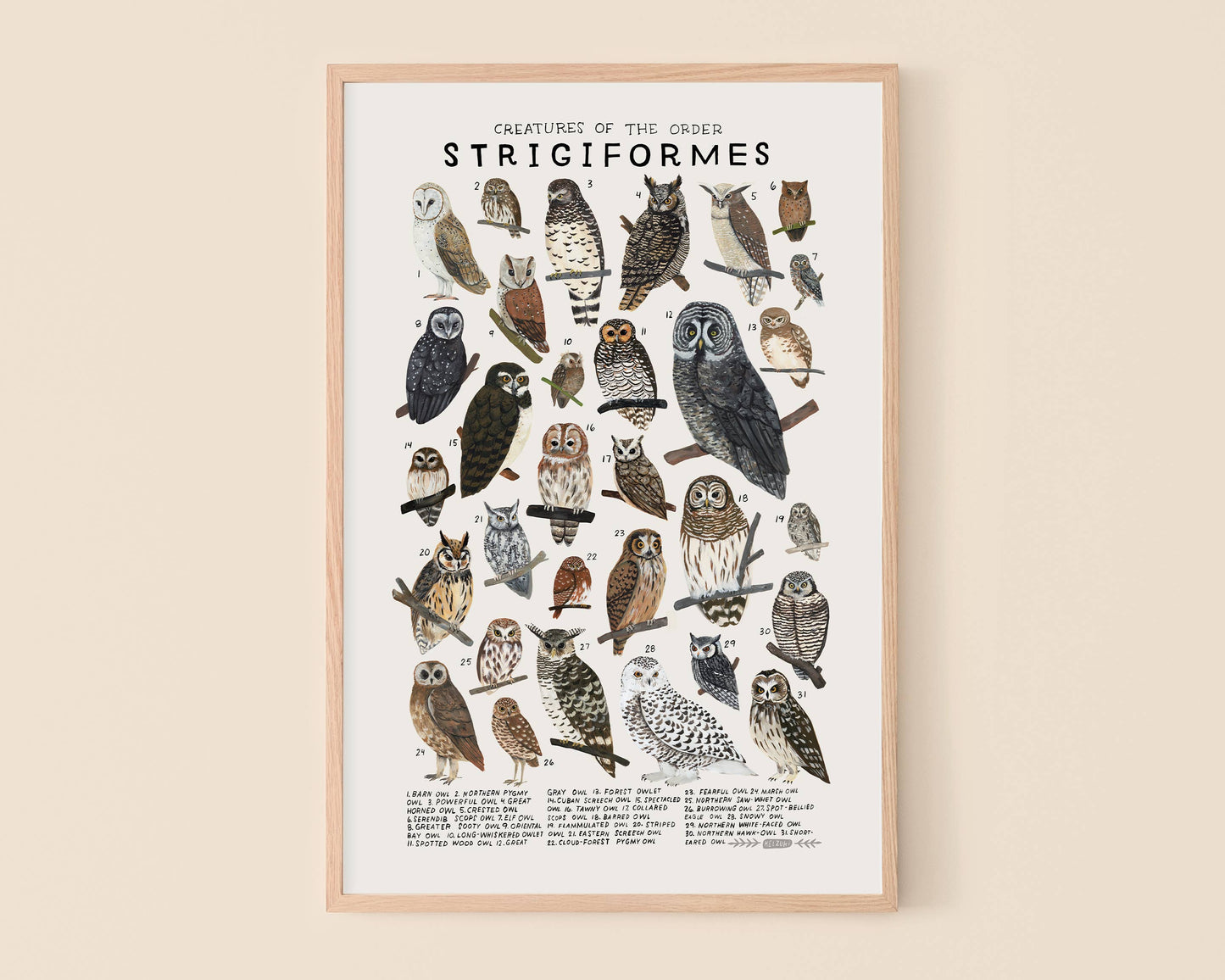 Strigiformes: Owls: 8 x 10 inches