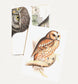 Boxed Set of 8 Vintage Owl Greeting Cards