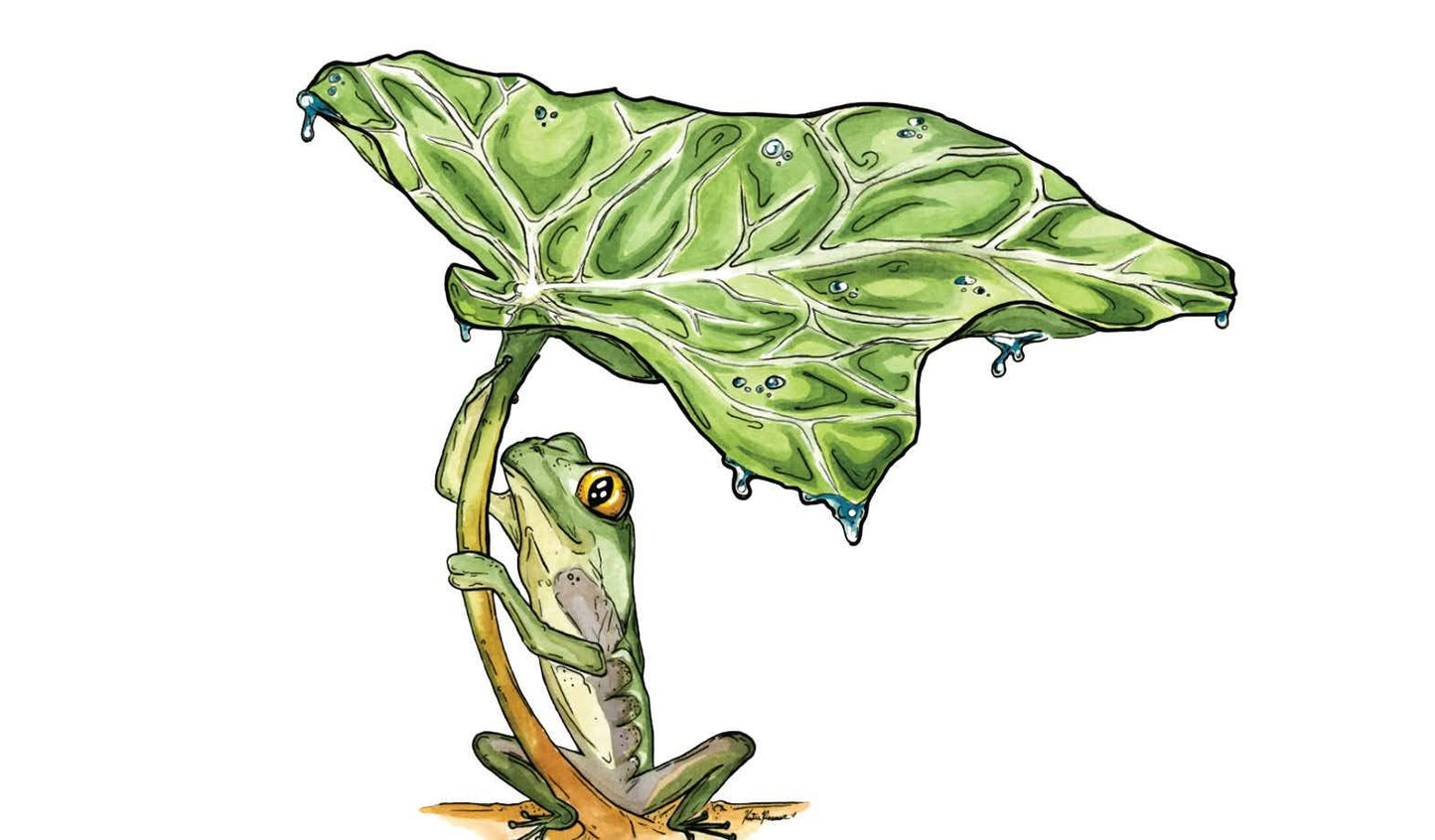 Frog and Leaf Sticker