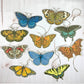 Eastern U.S. Native Butterfly Illustrated Garland