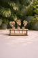 Tiny Plant Propagation Leaf Diffusers: No Essential Oil / Leafy Stems