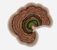Turkey Tail Mushroom waterproof decal sticker mushrooms