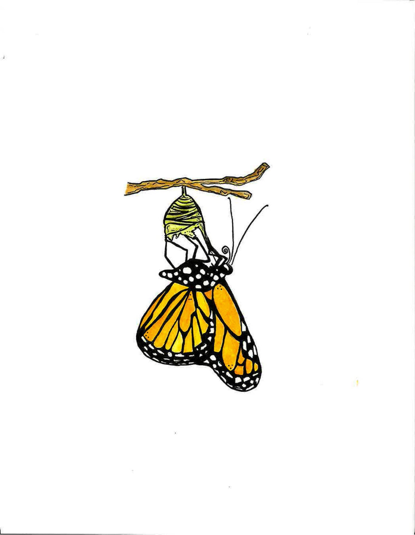 Monarch Butterfly Emerging Sticker