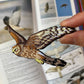 Northern Harrier Patch