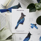 Steller's Jay Patch