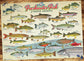 Freshwater Fish of North America 1000pc puzzle