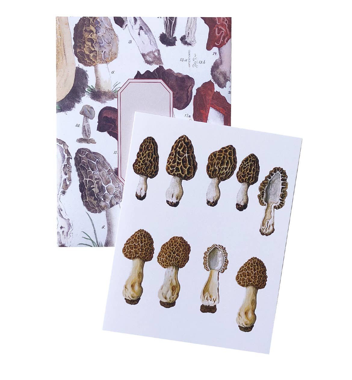 Vintage Mushrooms | Boxed Cards Of 8 Blank Cards