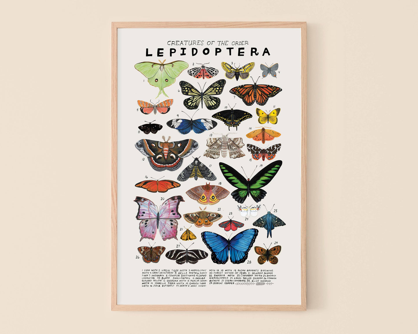 Lepidoptera: Butterflies, Moths: 8 x 10 inches