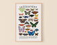 Lepidoptera: Butterflies, Moths: 8 x 10 inches